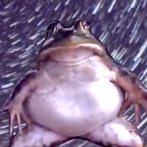 Meet your Posher, Velvetfishsauce - Picture 1 of 1